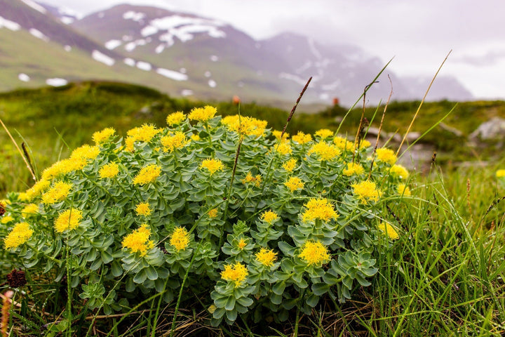 Rhodiola rosea plant representing resilience and clarity